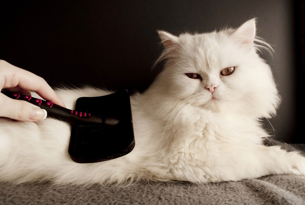 The Role of Mobile Grooming in Supporting Cat Rescues and Shelters